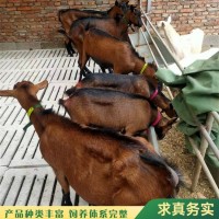 脫溫散養紅鹿奶山羊幼崽 養殖小羊羔 性格溫順